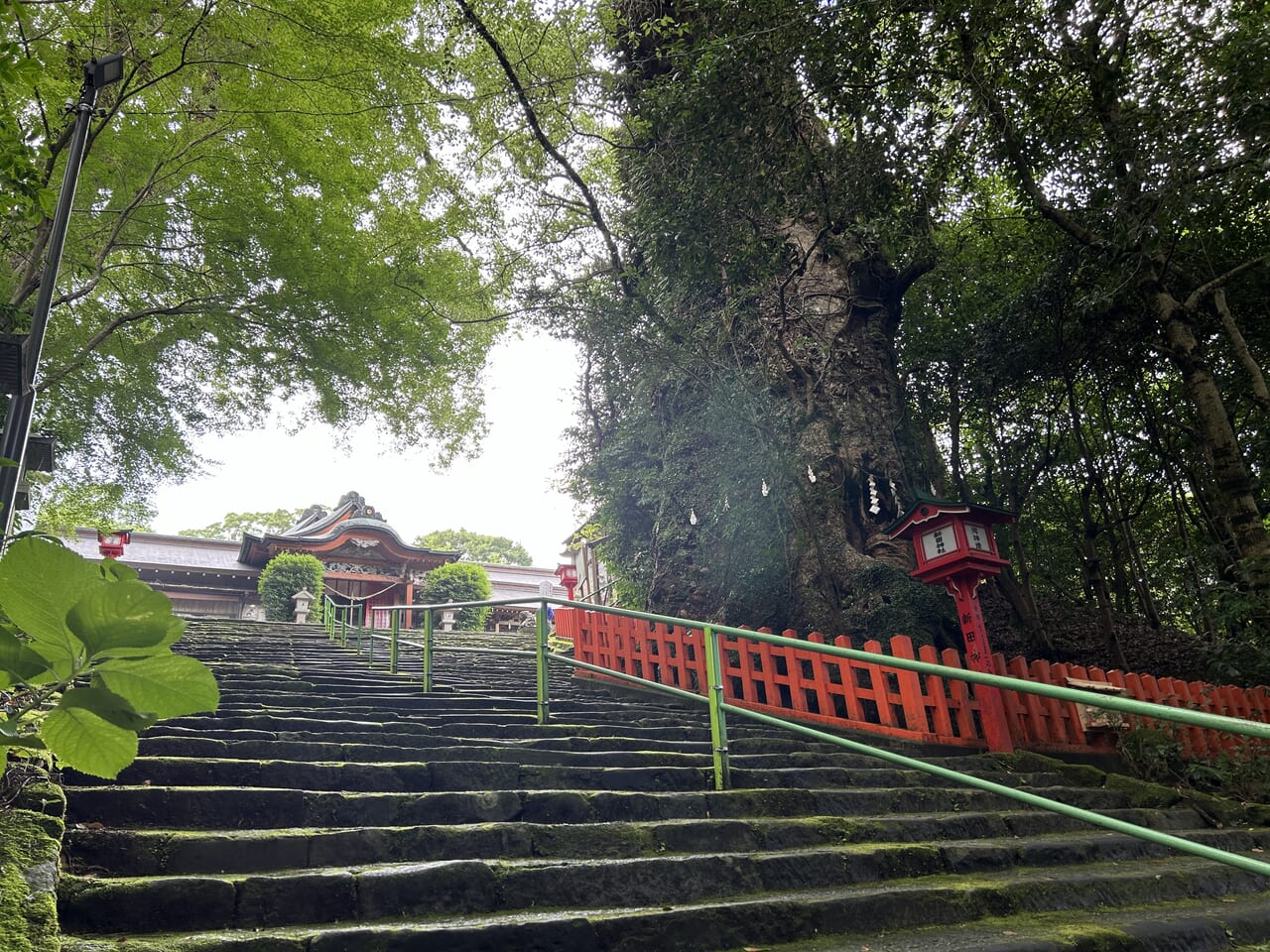 薩摩川内市の新田神社ご神木大楠