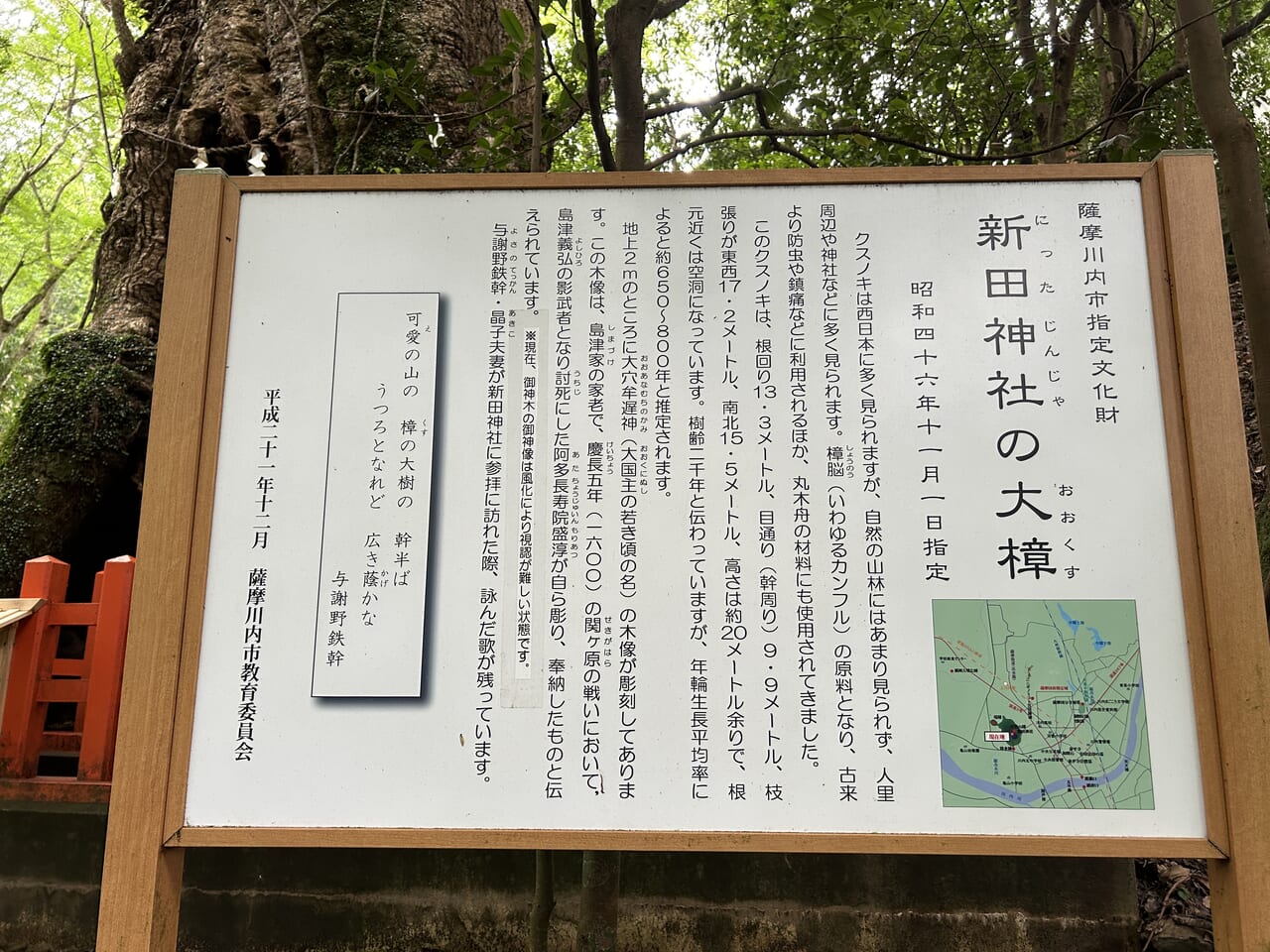 薩摩川内市の新田神社の大楠説明