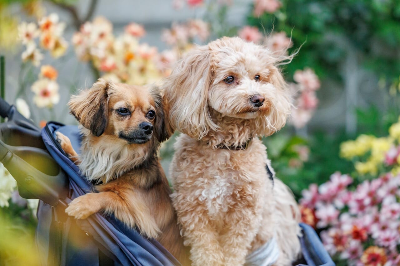 イヌトピアin鹿児島出水の犬