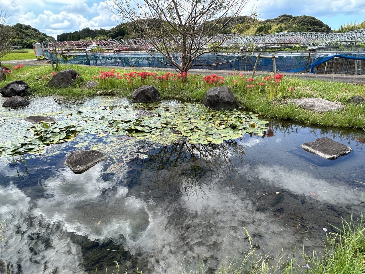 薩摩川内市東郷町の彼岸花ロード彼岸花咲く