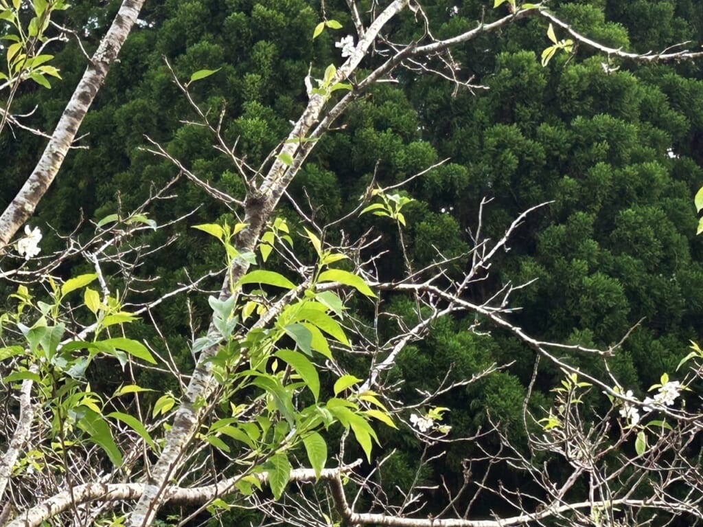 薩摩川内市樋脇の桜の木アップ