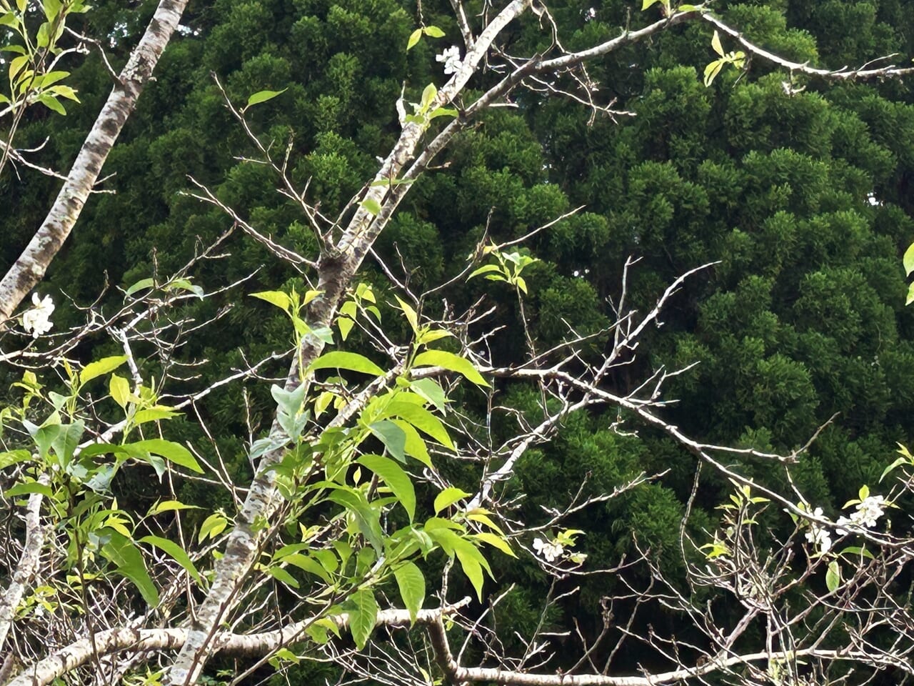 薩摩川内市樋脇の桜の木アップ