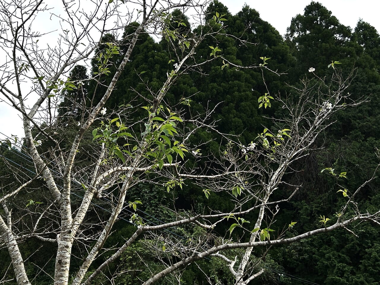 薩摩川内市樋脇の桜の木花