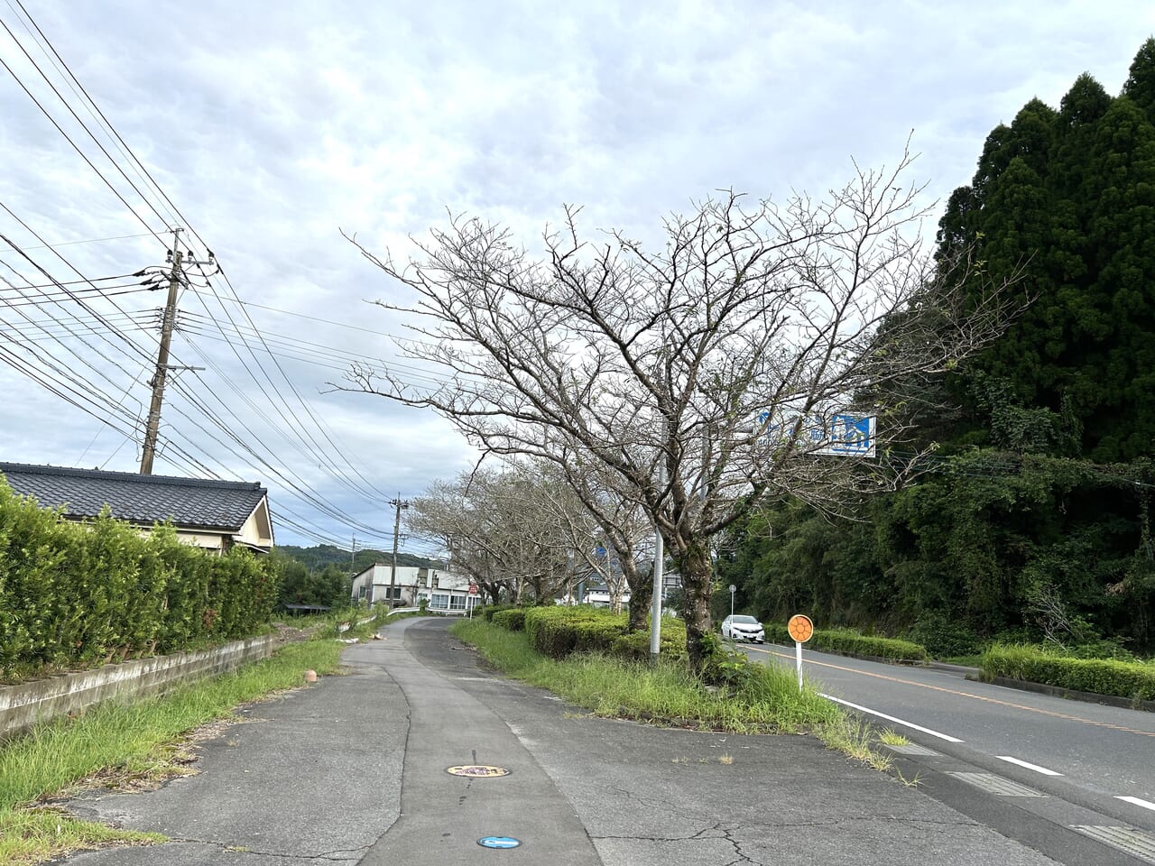 薩摩川内市樋脇の桜の木全体