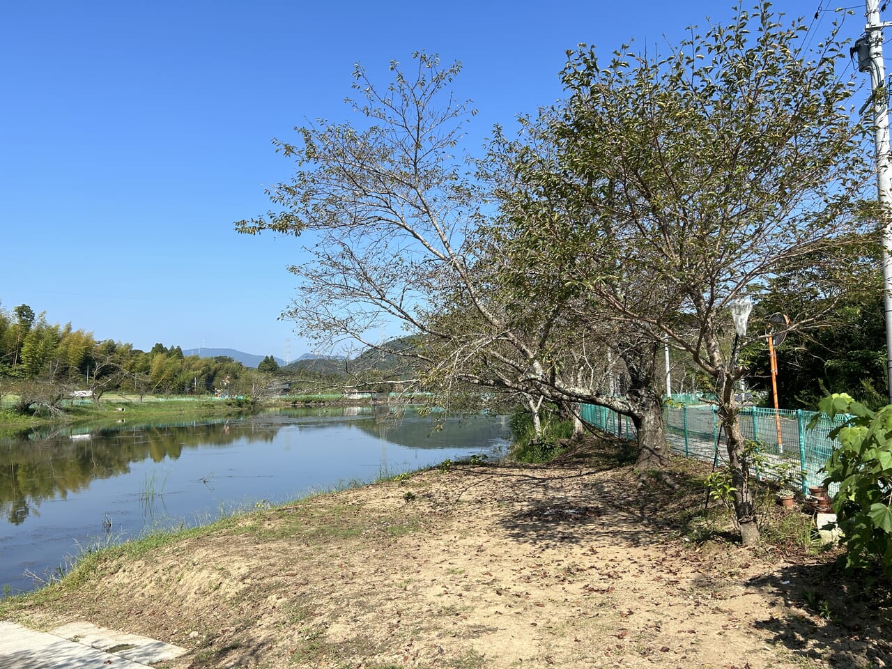 薩摩川内市大原野池公園の桜の木