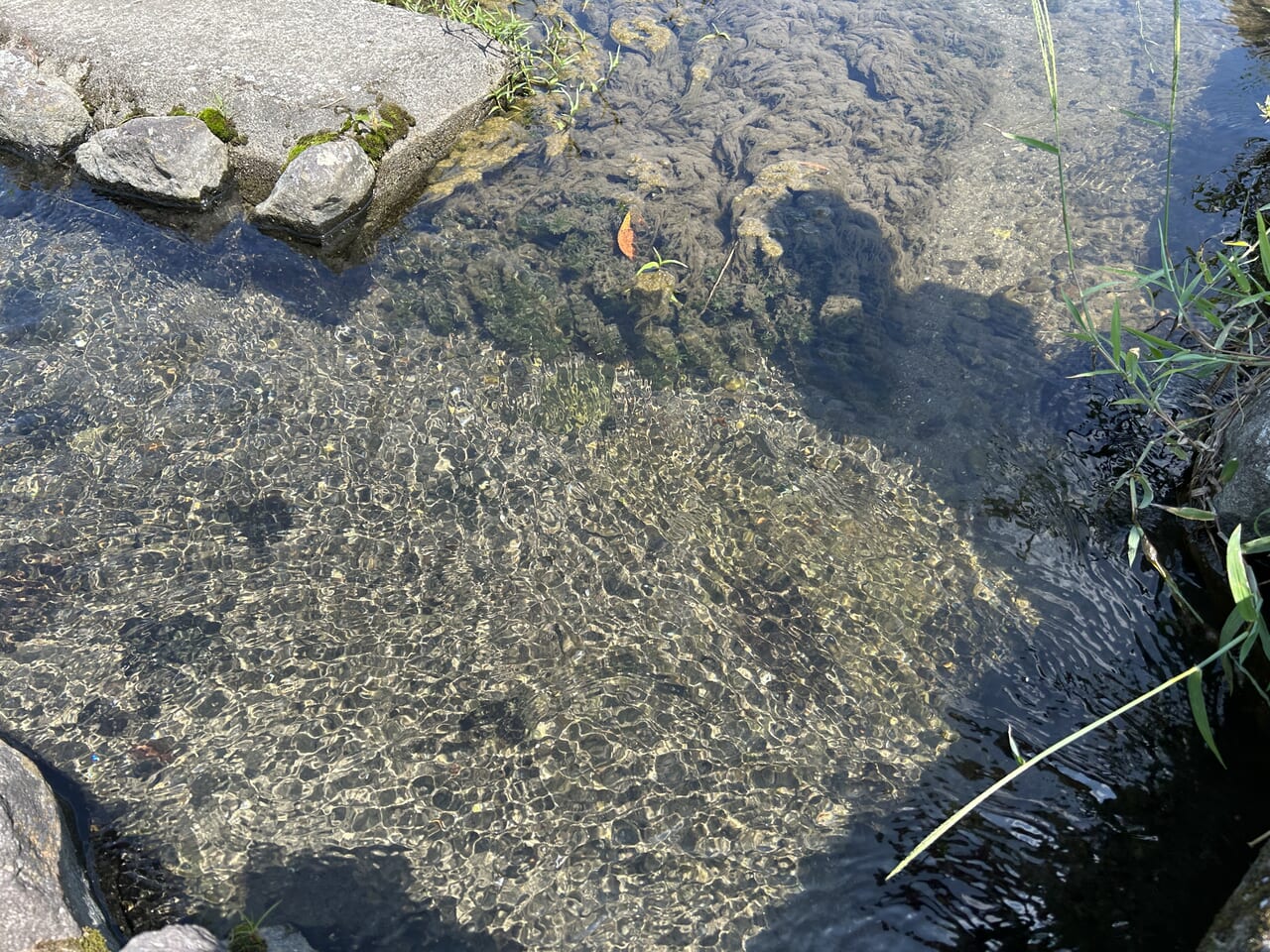 薩摩川内市東郷町の彼岸花ロード水