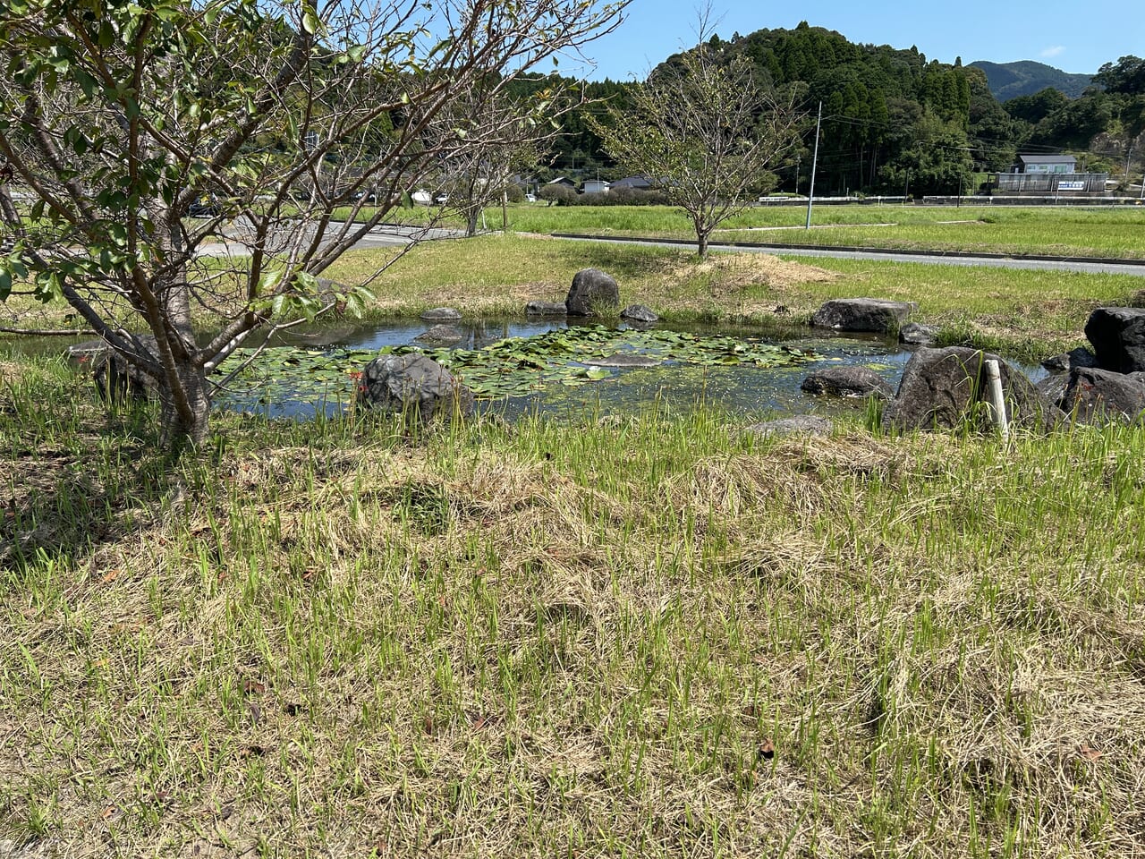 薩摩川内市東郷町の彼岸花ロード花咲いてない