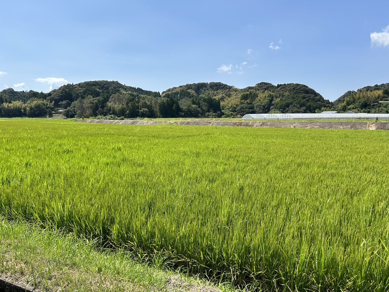 薩摩川内市東郷町の田んぼ