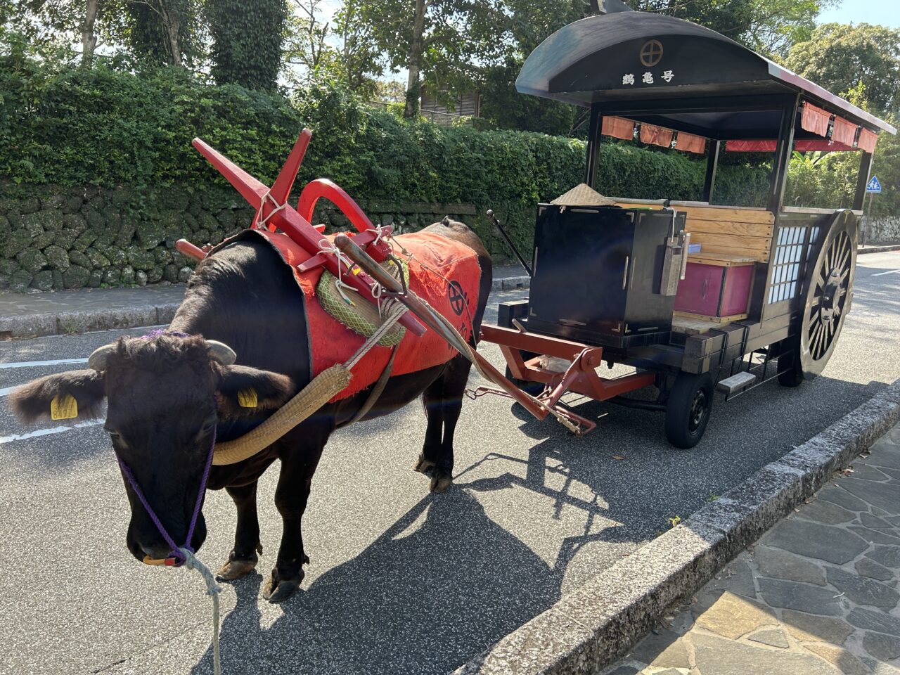 出水市観光牛車の牛車