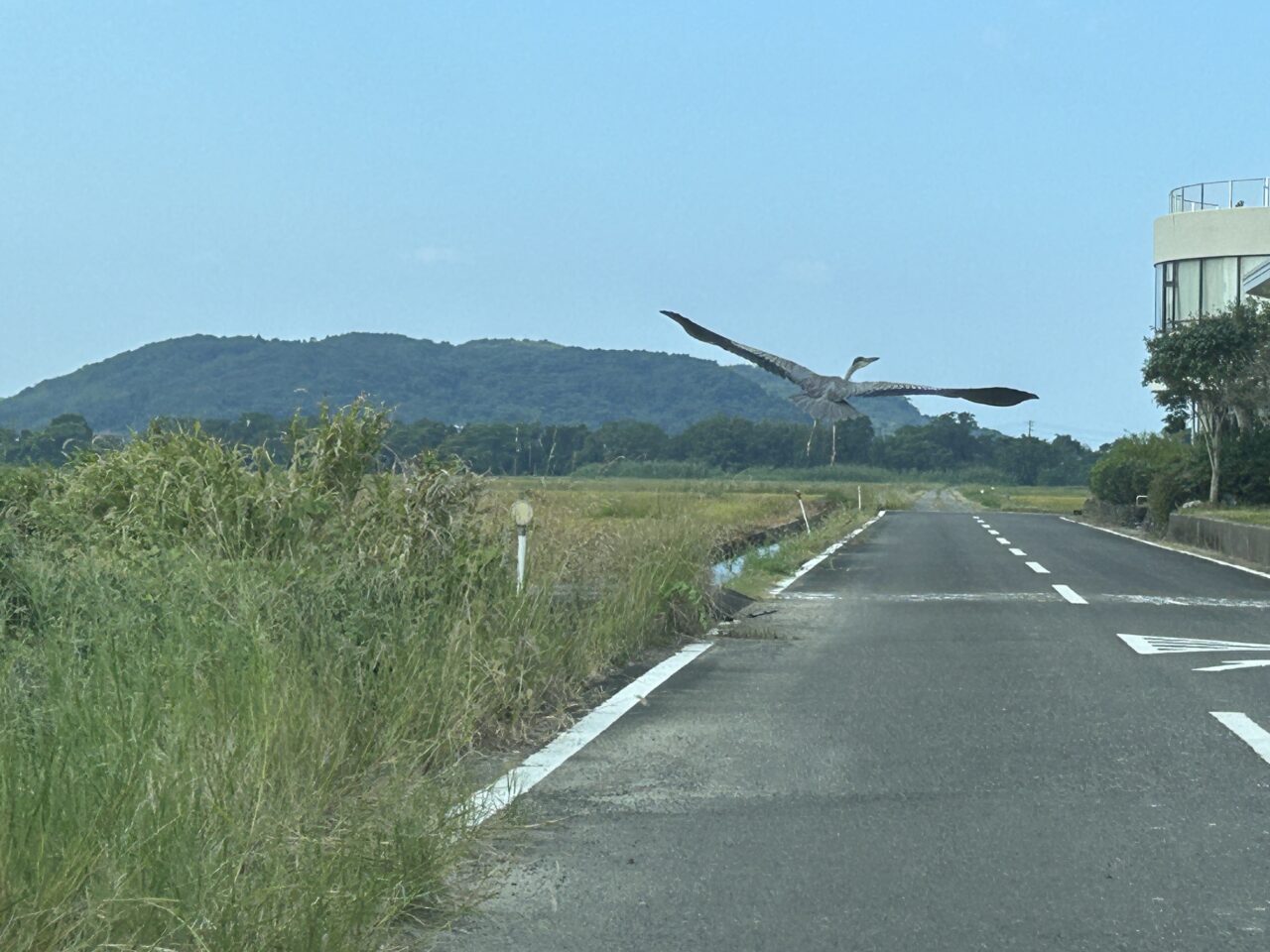 出水市ラムサール写真コンテスト野鳥