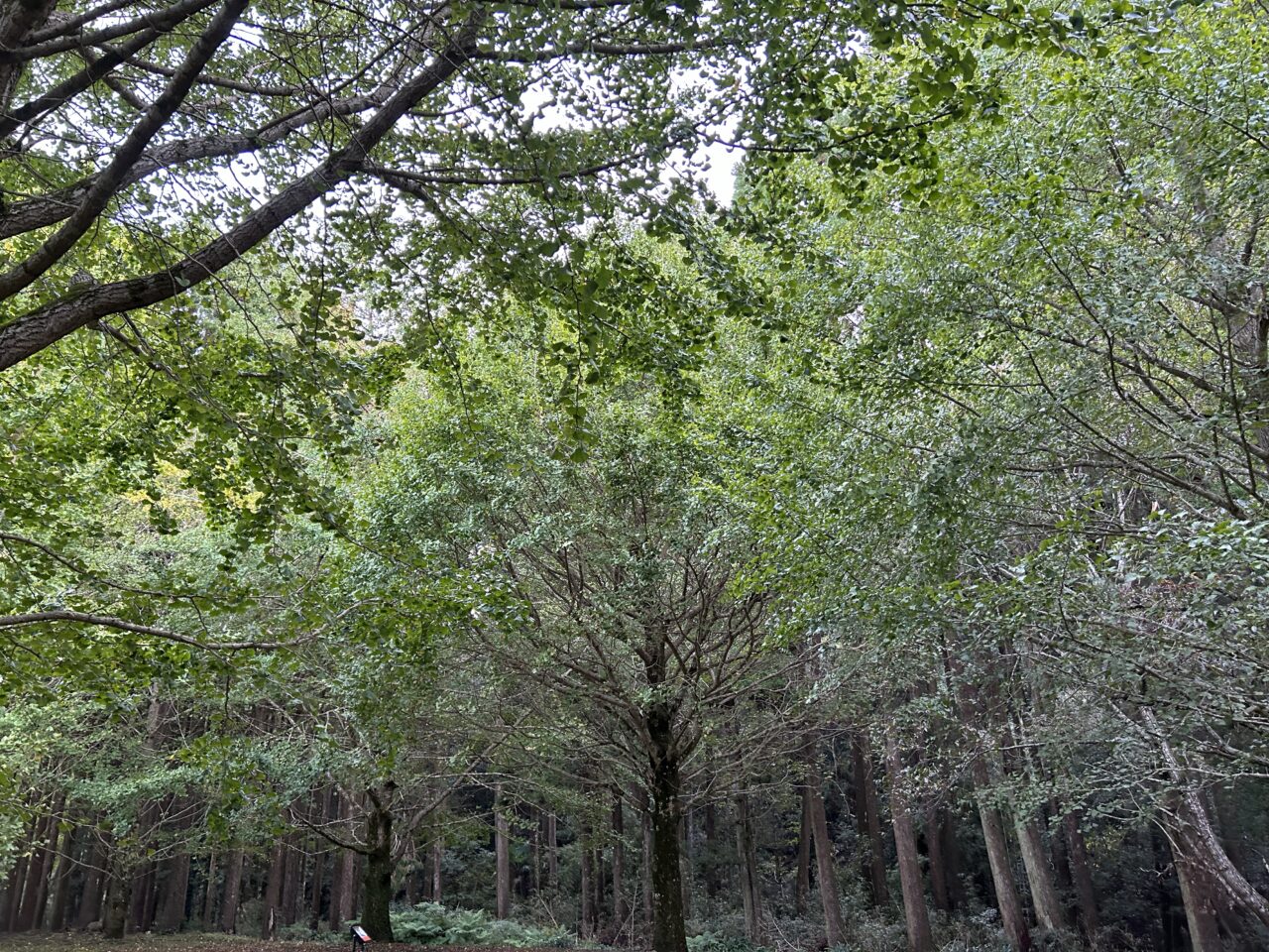 薩摩川内市上大迫イチョウの杜広場の木