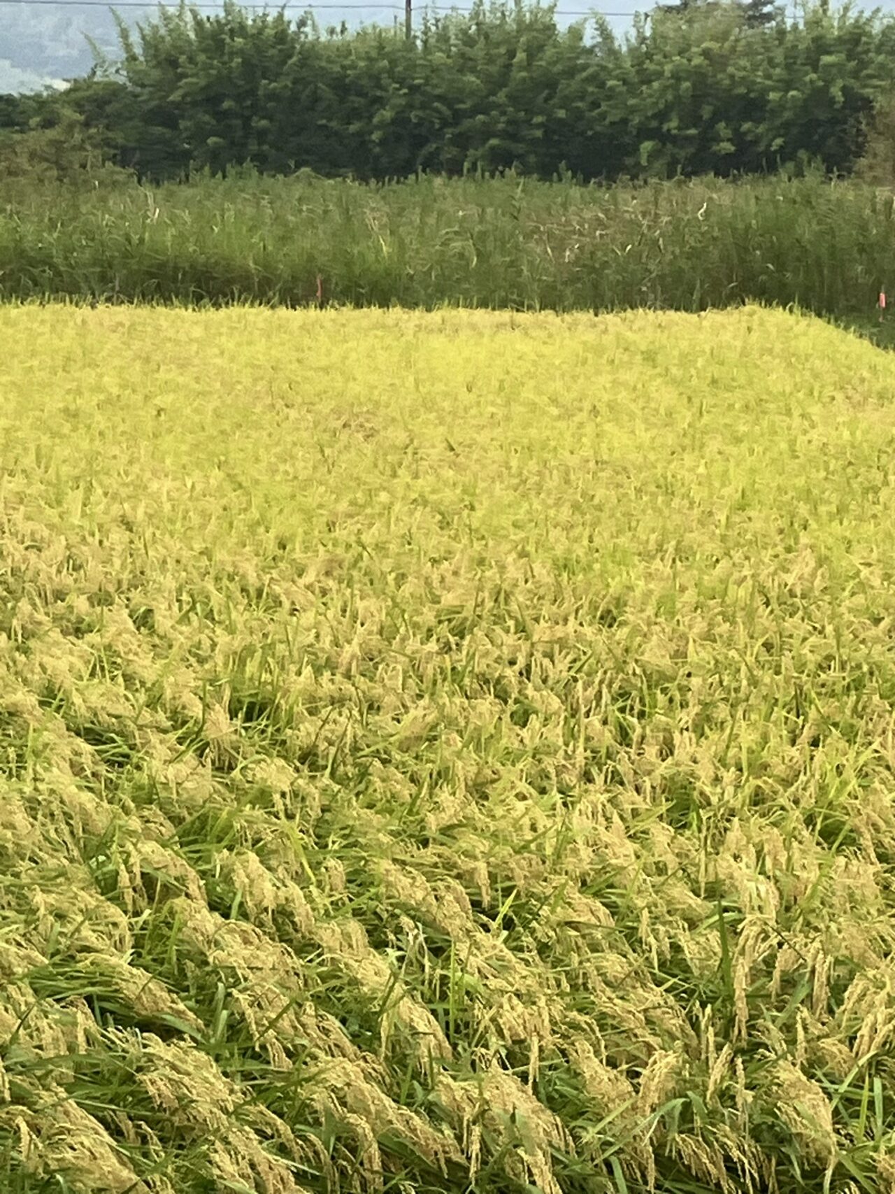 薩摩川内市KODAMAFARMSの田んぼ稲刈り時期