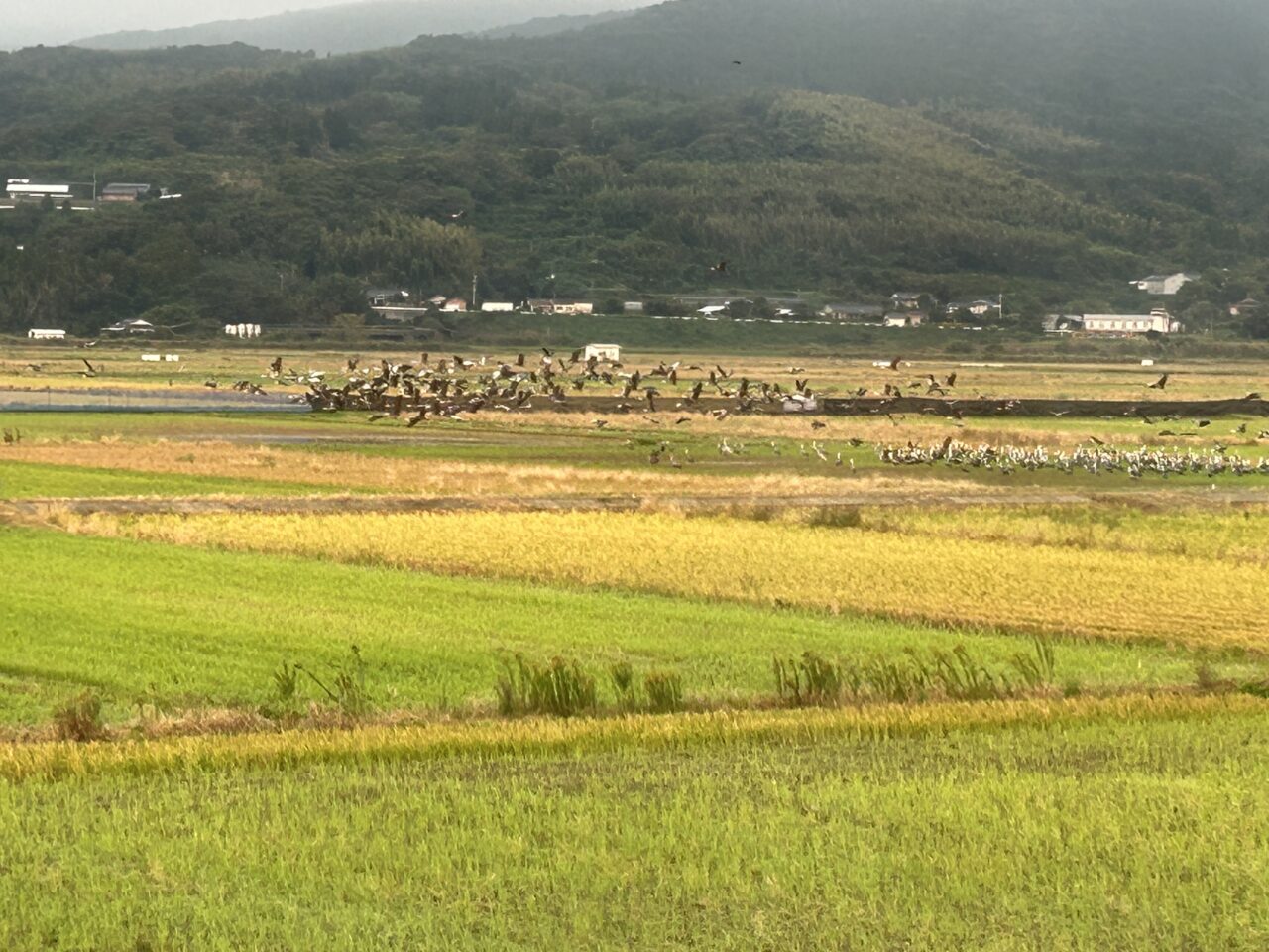 出水市ツル観測センターから見えるツル