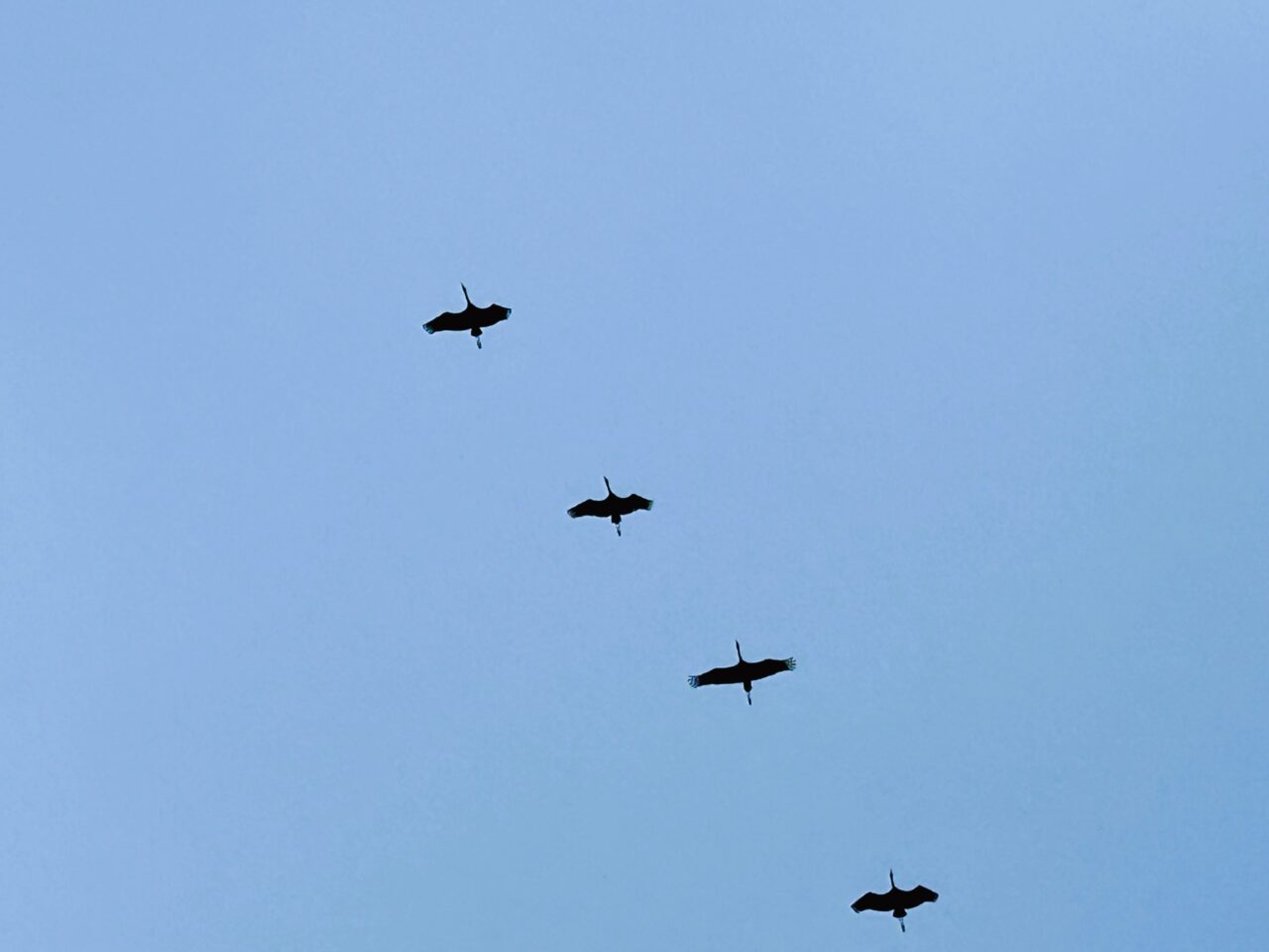 空を飛ぶツル