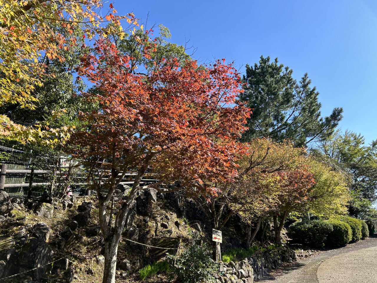 薩摩川内市寺山運動公園紅葉