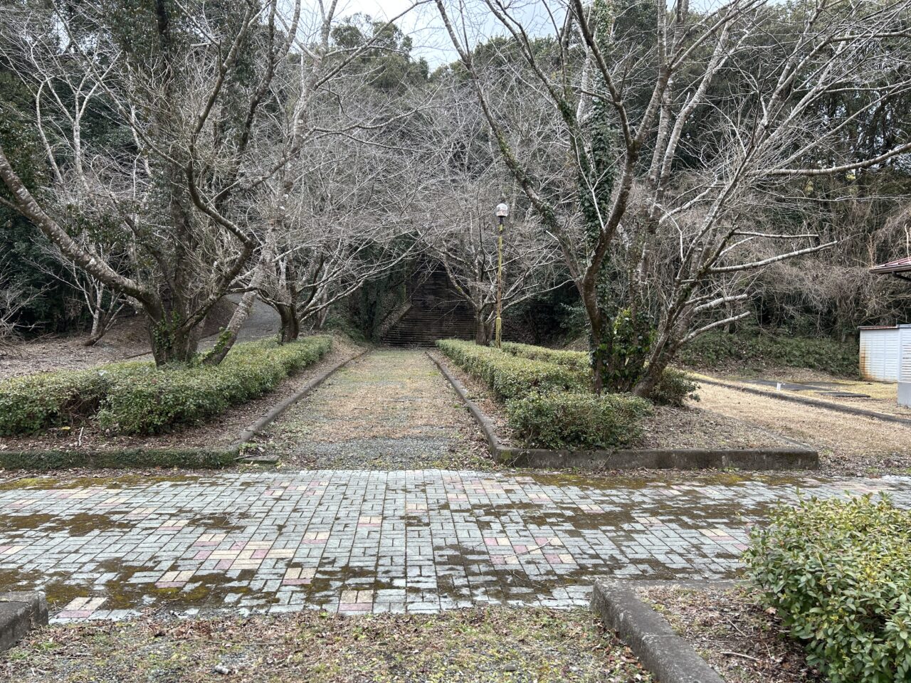 薩摩川内市向山自然公園展望台の桜の木