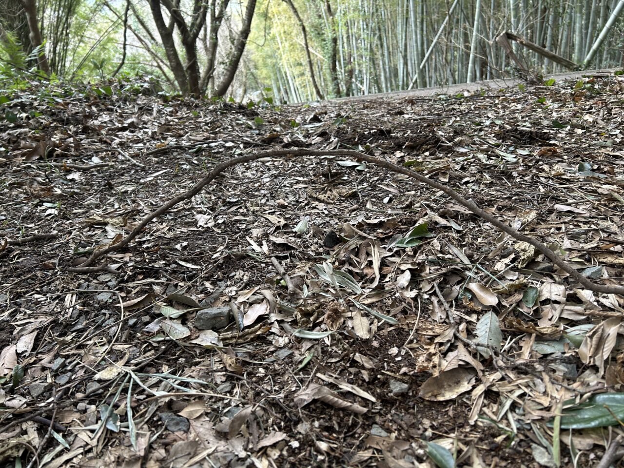 薩摩川内市向山自然公園展望台のわな