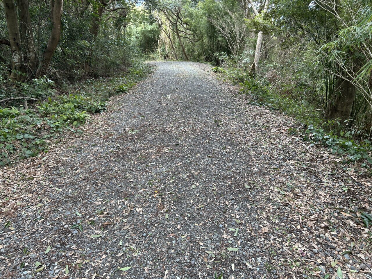 薩摩川内市向山自然公園展望台の道路