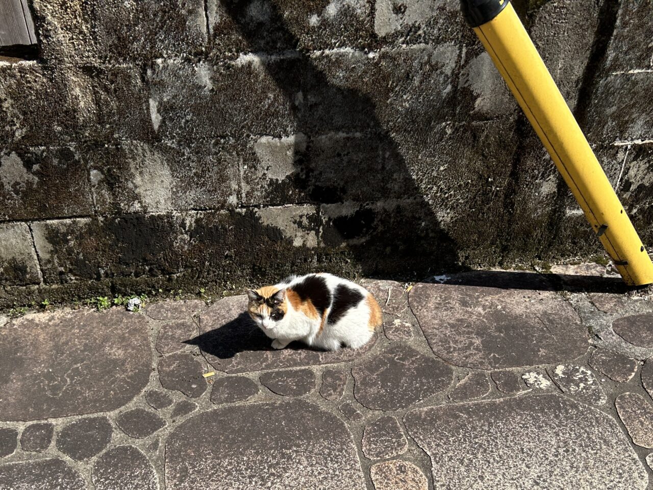 薩摩川内市市比野温泉のねこ