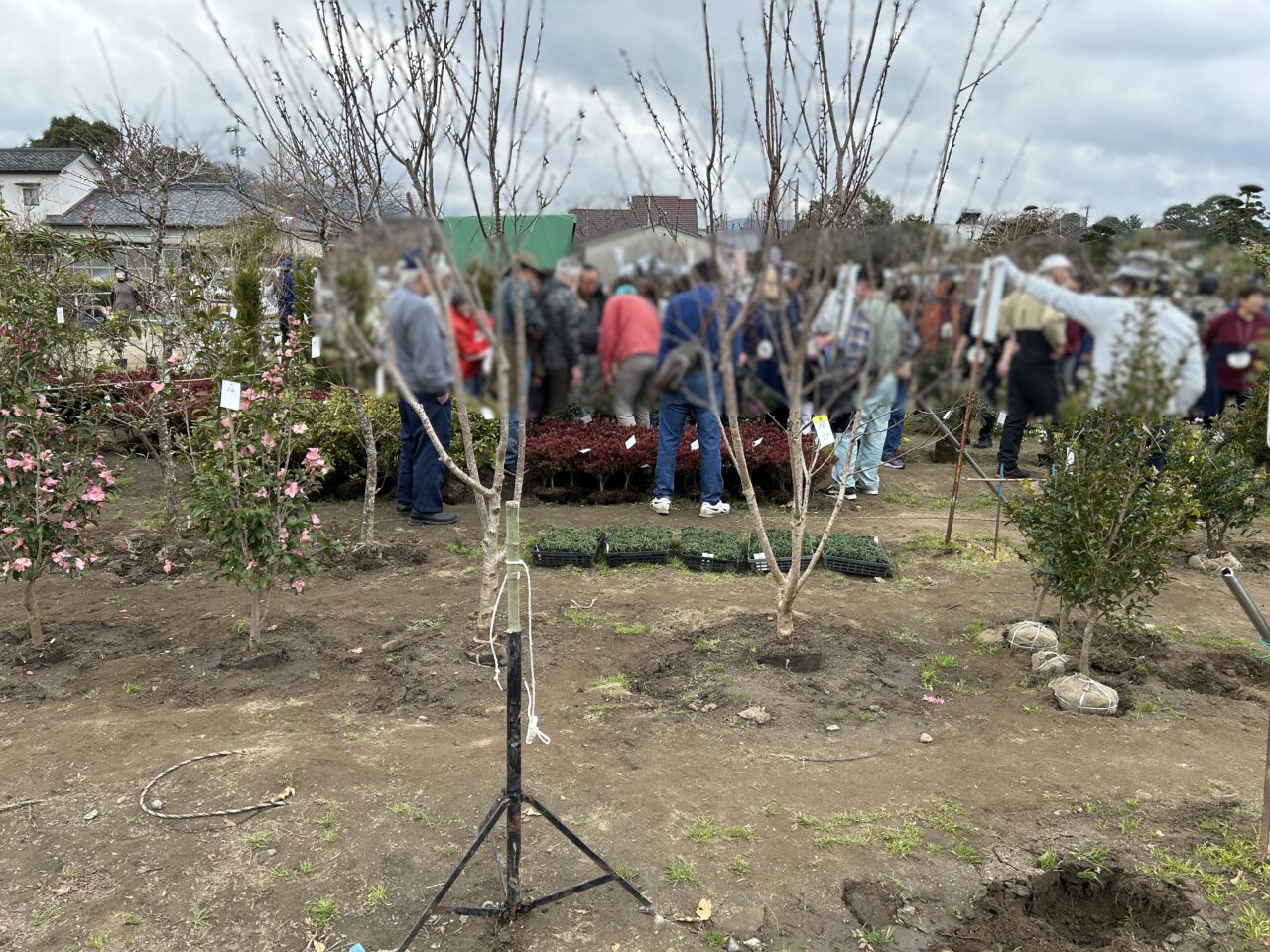 出水市植木市場グリーンマルシェのせり