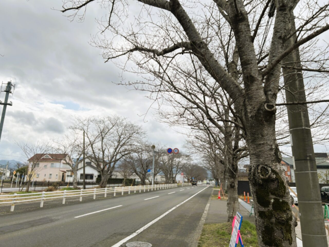 出水市特攻碑公園前の桜