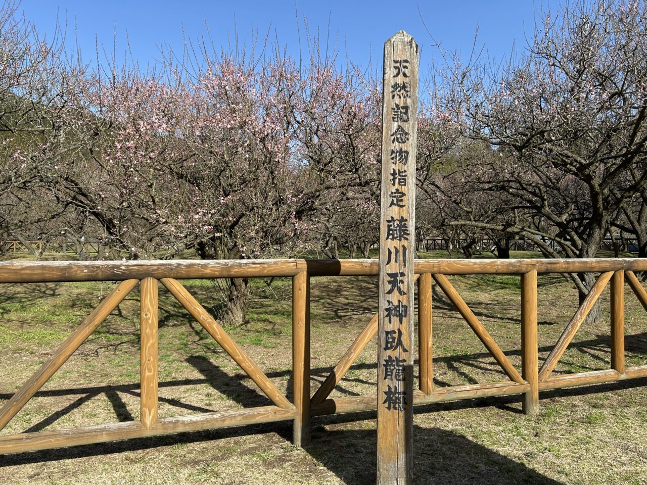 薩摩川内市藤川天神の臥竜梅