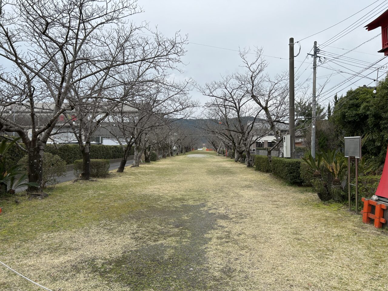 薩摩川内市新田八幡桜参道