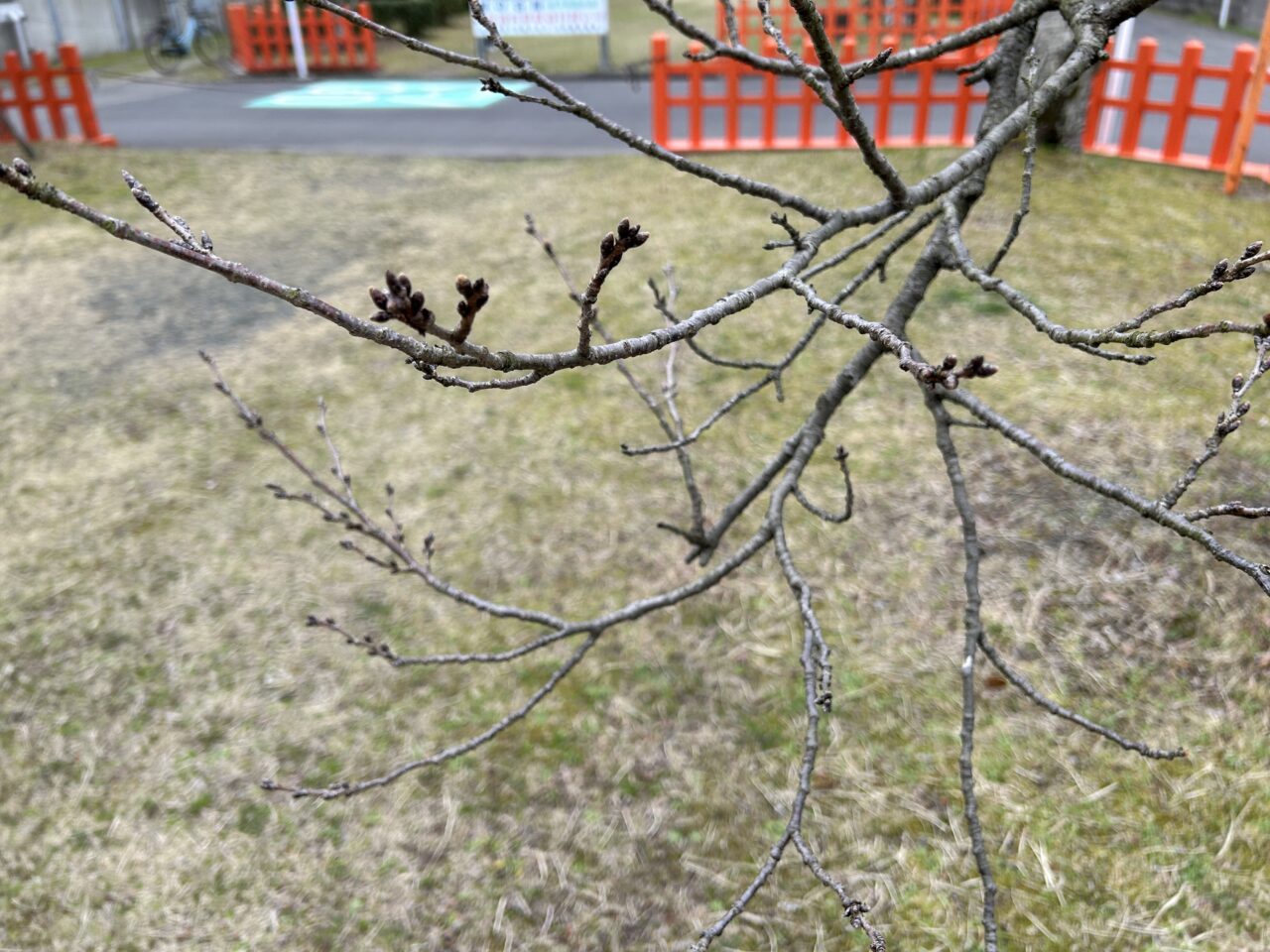 薩摩川内市新田八幡桜つぼみ