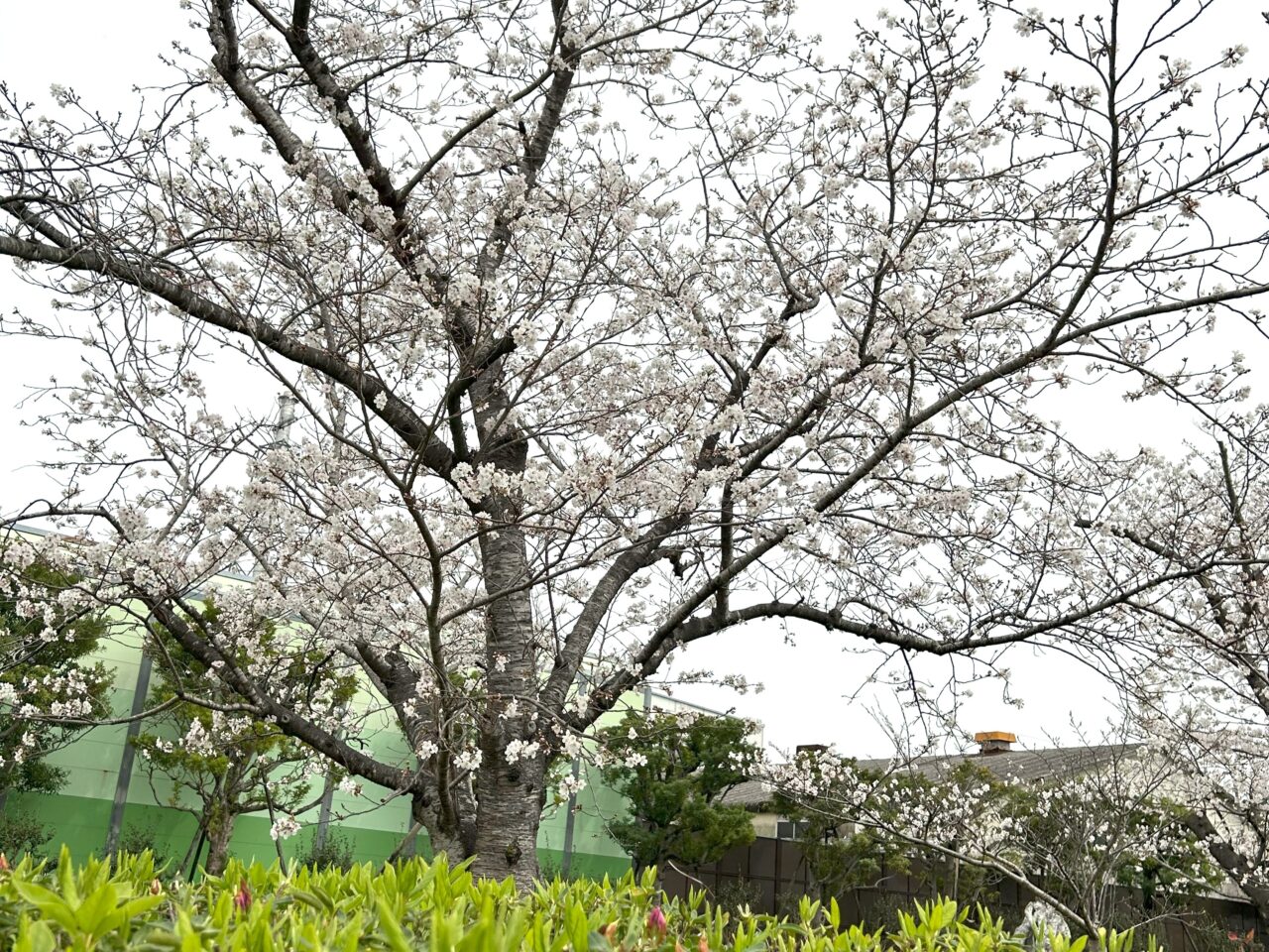 薩摩川内市新田八幡桜満開