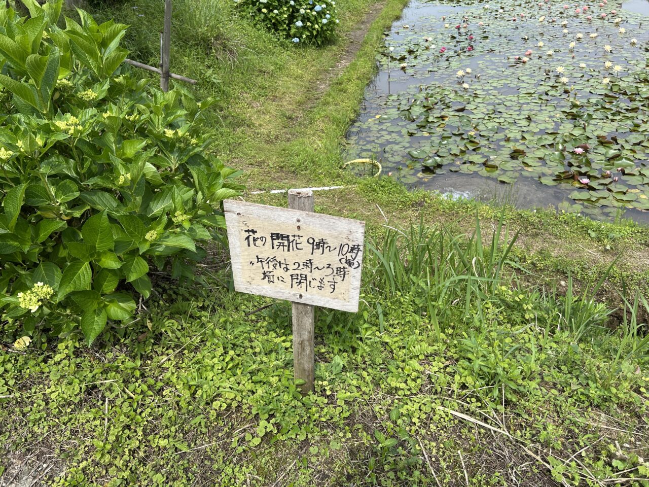 さつま町田原の棚田のスイレンの咲く時間