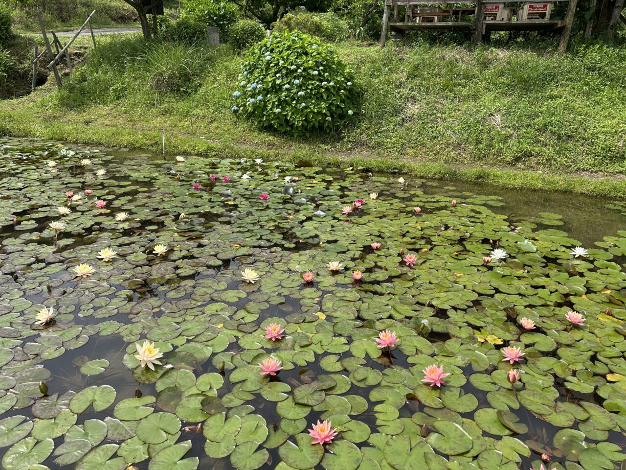 さつま町田原の棚田のスイレンとあじさい