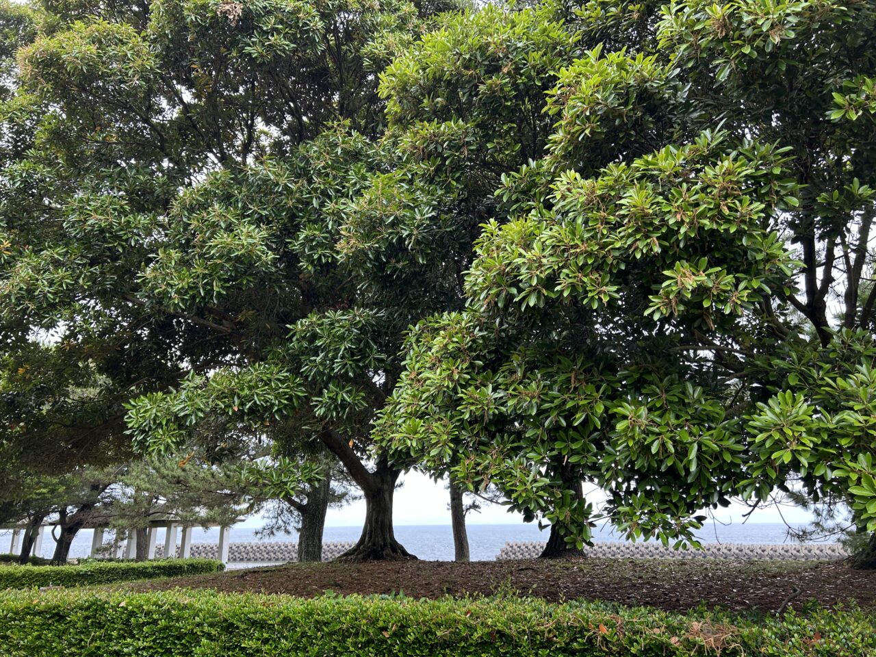 出水市出水海洋公園の木