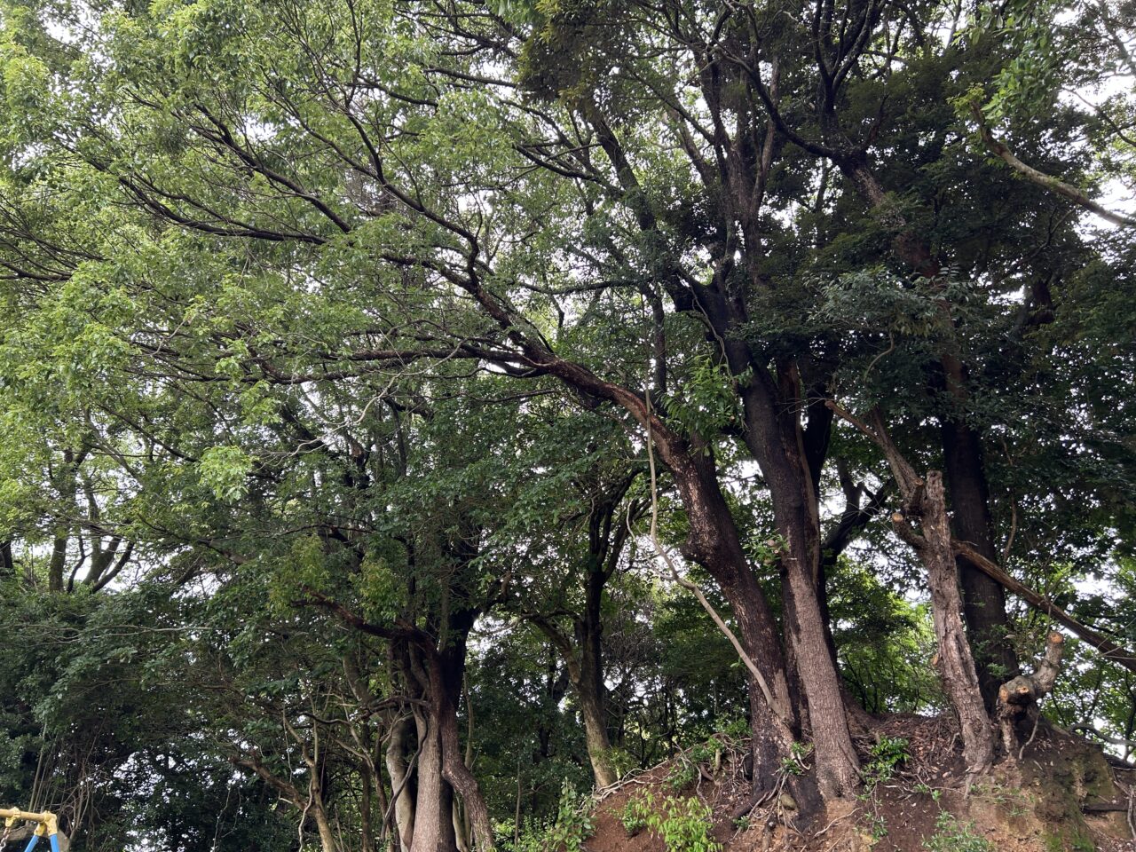 出水市上畑公園森