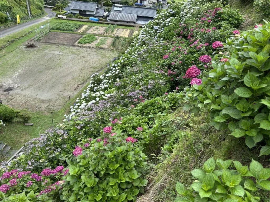 薩摩川内市田海町あじさい園上から