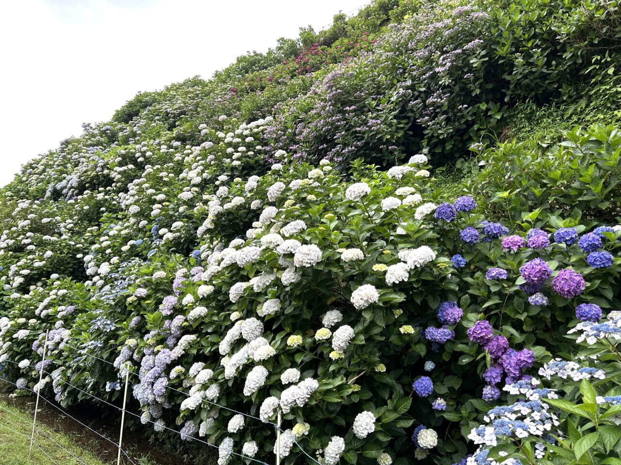 薩摩川内市田海町あじさい園下から