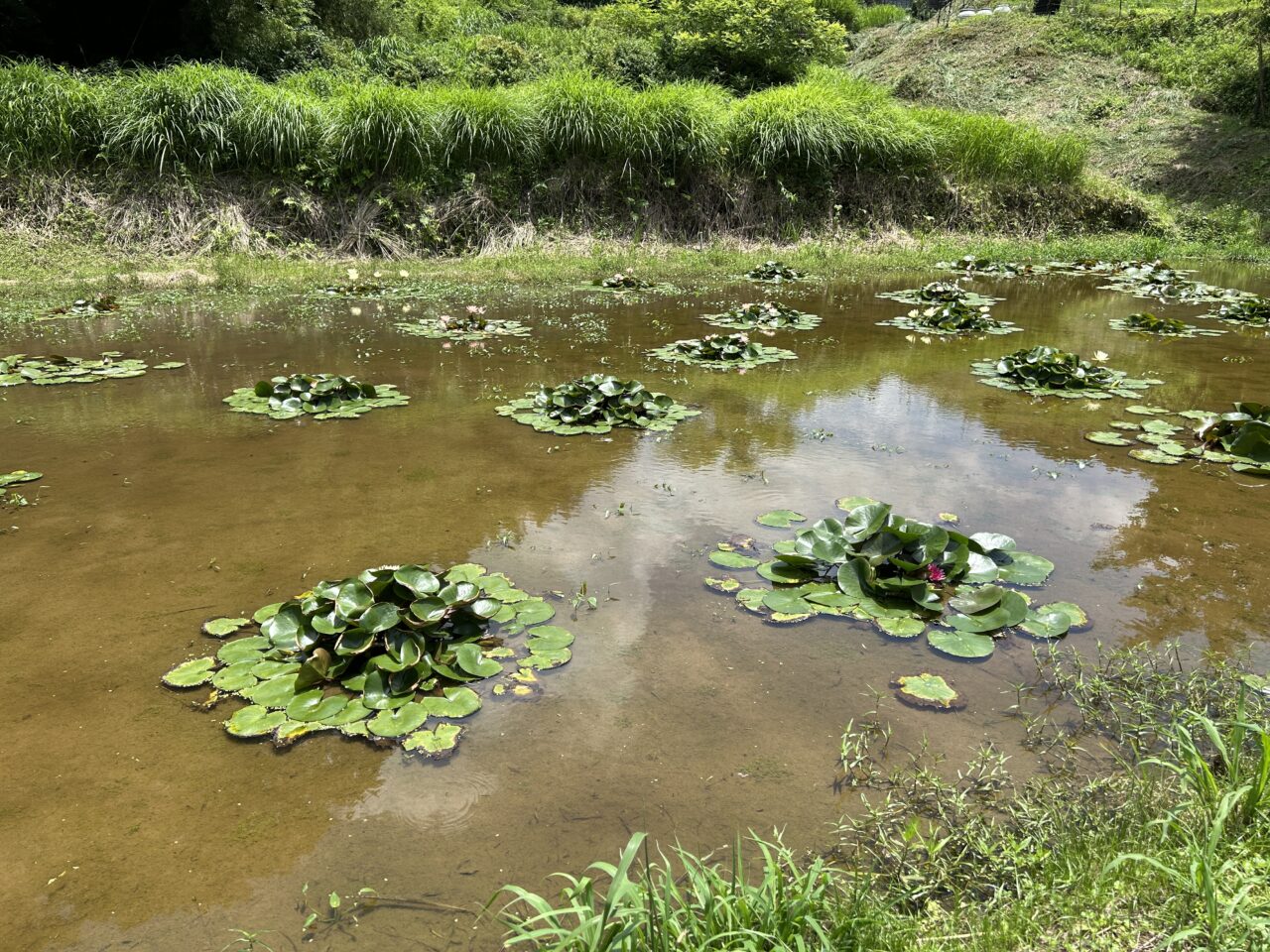 薩摩川内市藤本滝公園のスイレン