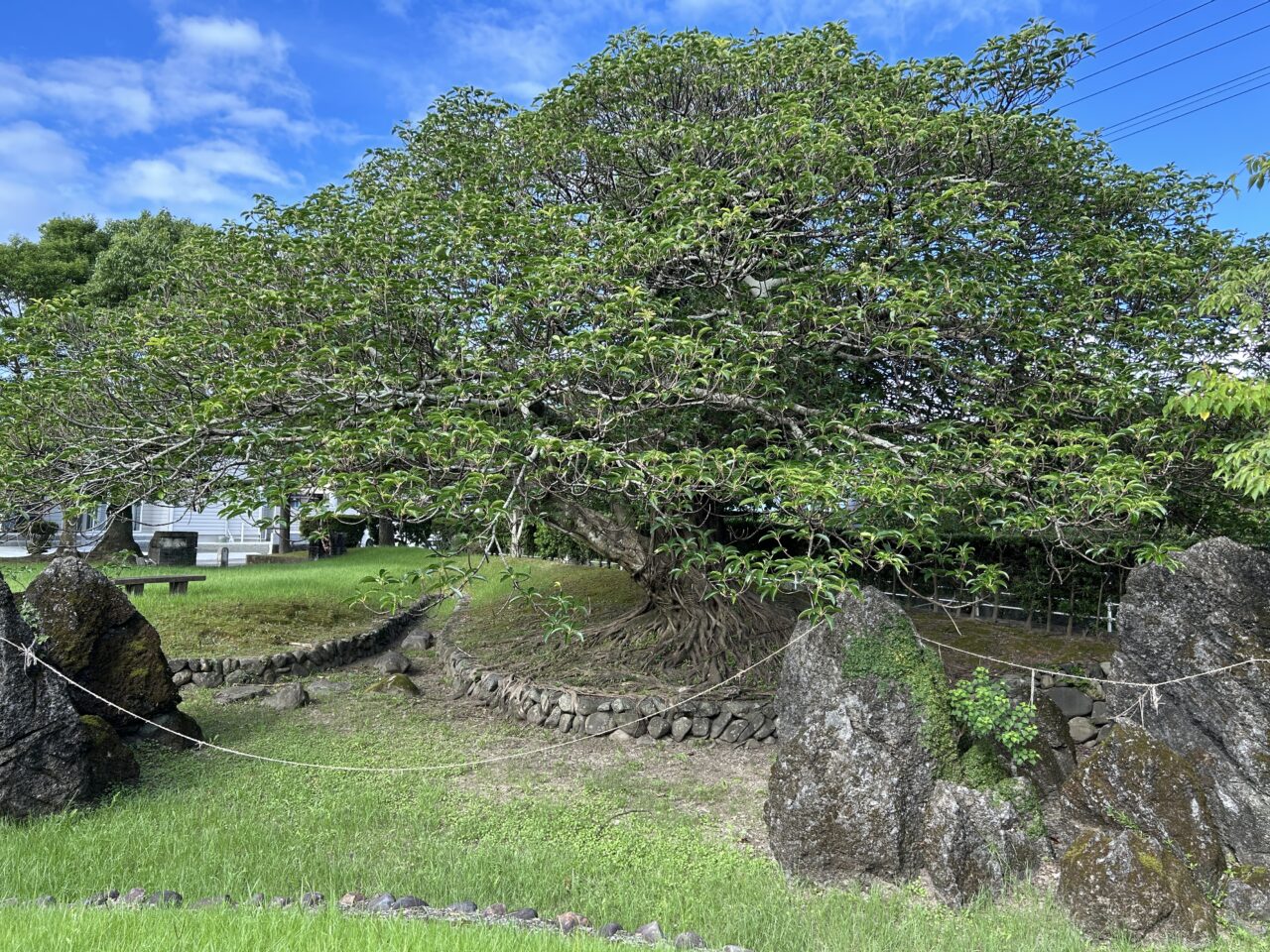 阿久根市黒神岩緑地の木