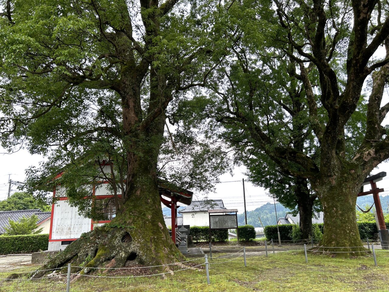 薩摩川内市軍神社の大木