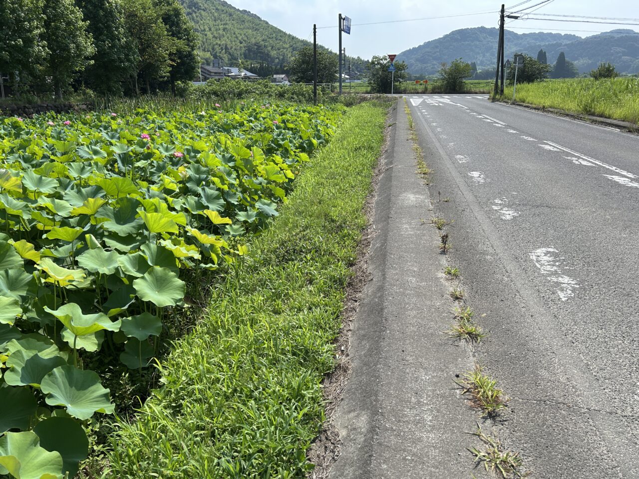さつま町広瀬の蓮の花畑の道路