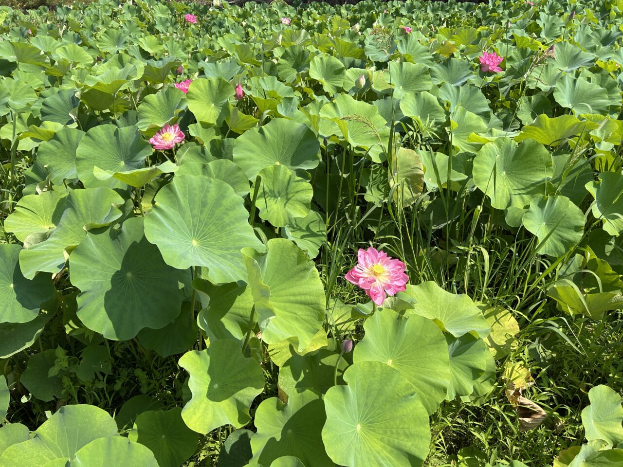 さつま町広瀬の蓮の花畑のピンク蓮アップ