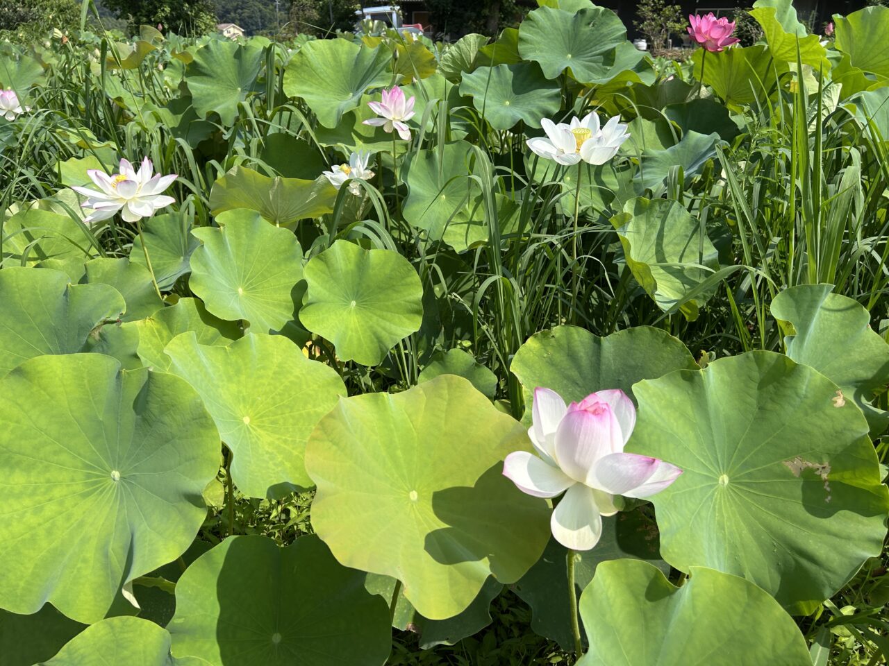 さつま町広瀬の蓮の花畑の白アップ