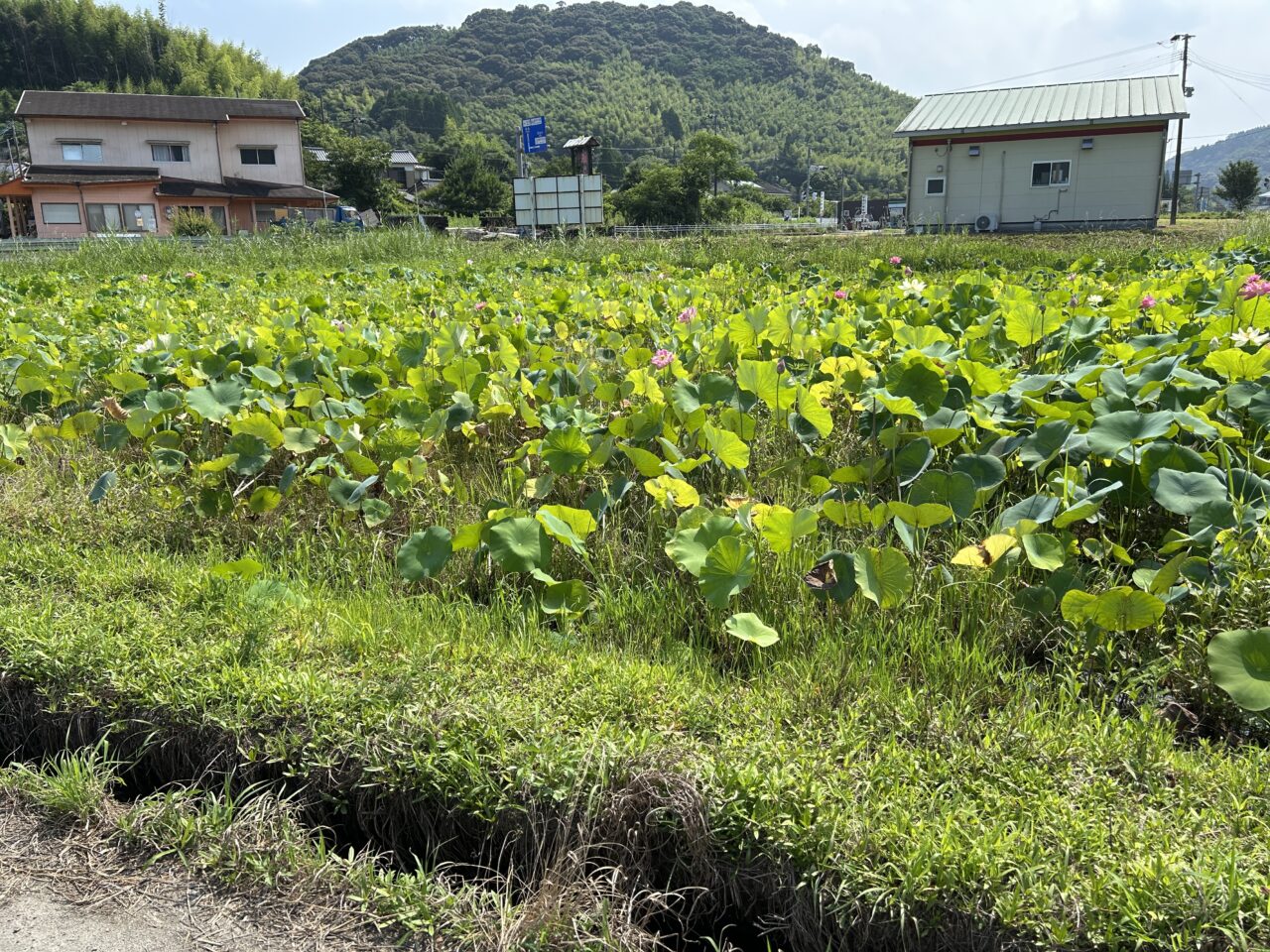 さつま町広瀬の蓮の花畑の周り
