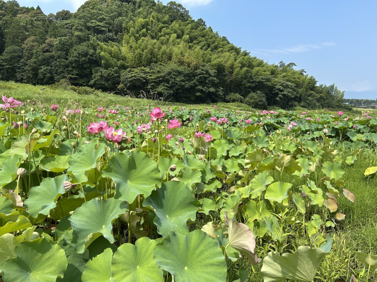 さつま町田原の蓮の花