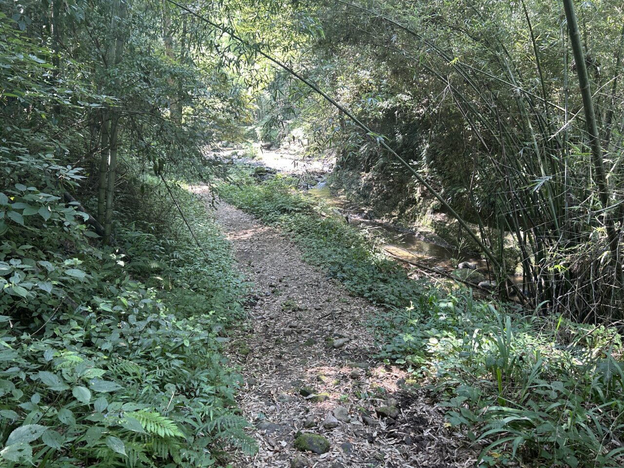 薩摩川内市朝陽轟滝の山道