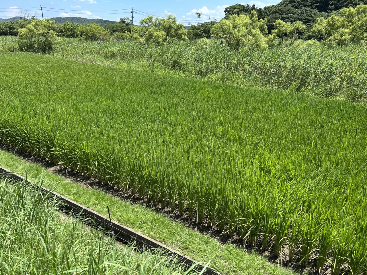 薩摩川内市新米祭り久見崎公園稲